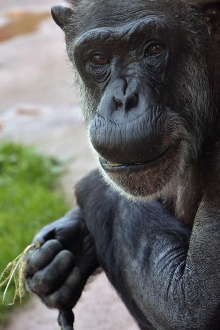 Portrait Schimpansen